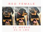 Rottweiler PUPPY FOR SALE ADN-769243 - Red female