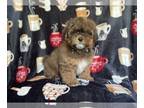ShihPoo PUPPY FOR SALE ADN-769234 - Pumba