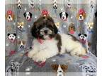 ShihPoo PUPPY FOR SALE ADN-769232 - Skipper