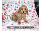 Cavapoo PUPPY FOR SALE ADN-769225 - Sweet little Cavacockapoo puppy