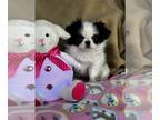 Japanese Chin PUPPY FOR SALE ADN-769223 - Hannah