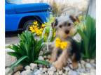 Yorkshire Terrier PUPPY FOR SALE ADN-769206 - Tucker