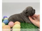 French Bulldog PUPPY FOR SALE ADN-769204 - Blue boy
