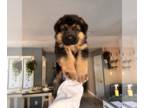 German Shepherd Dog PUPPY FOR SALE ADN-769202 - AKC Registered German Shepherd