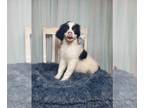 Aussiedoodle Miniature -Poodle (Standard) Mix PUPPY FOR SALE ADN-769197 - F1b