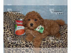 Poodle (Toy) PUPPY FOR SALE ADN-769161 - AKC FULL REGISTRATION REED