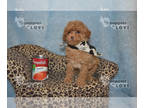 Poodle (Toy) PUPPY FOR SALE ADN-769160 - AKC FULL REGISTRATION ELMO