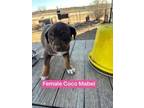 Adopt Coco Mabel a Labrador Retriever