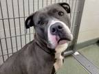 Adopt Chanel a Pit Bull Terrier, Mixed Breed