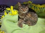 Adopt Toast a Domestic Short Hair