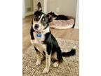 Adopt Sissy a Border Collie