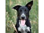 Adopt Taffeta a German Shepherd Dog, Mixed Breed