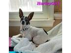 Adopt Harley Girl a Terrier, Mixed Breed