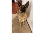 Adopt Luna a German Shepherd Dog