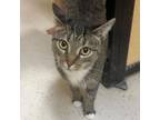 Adopt Penelope a Domestic Short Hair