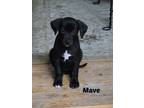 Adopt Mave a Labrador Retriever, Border Collie