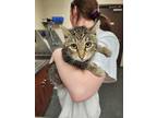 Adopt Pinky a Domestic Short Hair, Tabby