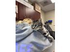 Adopt Gillespie a Domestic Short Hair, Tabby