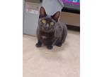 Adopt Talia a Domestic Short Hair