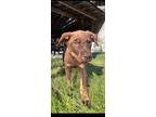 Adopt Taylor a Chocolate Labrador Retriever, Australian Shepherd