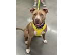 Adopt SASHA a Staffordshire Bull Terrier