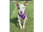 Adopt LORNA a Pit Bull Terrier