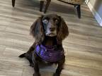 Adopt Lily a Cocker Spaniel