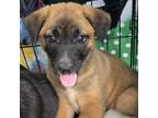 Adopt Mathis Pup 3 a German Shepherd Dog, Labrador Retriever