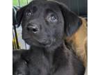 Adopt Mathis Pup 1 a German Shepherd Dog, Labrador Retriever