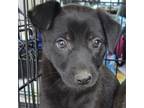 Adopt Mathis Pup 2 a German Shepherd Dog, Labrador Retriever