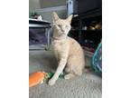 Adopt Simba Jr. a Domestic Medium Hair, Domestic Short Hair