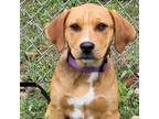 Adopt McNeese a Catahoula Leopard Dog, Mixed Breed