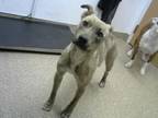 Adopt NOVA a Pit Bull Terrier, Mixed Breed