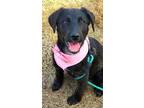 Adopt Hazel a Labrador Retriever