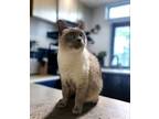 Adopt Willow Wisp a Siamese, Domestic Short Hair