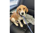 Adopt Brinley - Adoptable a Beagle, Mixed Breed