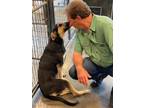 Adopt Perla Baby a German Shepherd Dog