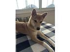 Adopt Latte a Shiba Inu