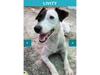 Adopt Livity a Jack Russell Terrier