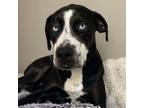 Adopt Lilly a Catahoula Leopard Dog