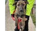 Adopt Clumsy CFS 240021405 a Mountain Cur