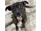 Adopt Carly CFS# 230089971 a Pit Bull Terrier