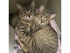 Adopt Jasper & Fiona ( Bonded Brother & Sister a Tabby