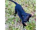 Adopt Juliet a Black Labrador Retriever, Retriever