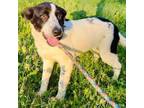 Adopt Bella a Dachshund, Border Collie