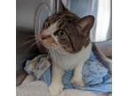 Adopt Mia a Domestic Short Hair