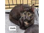 Adopt Faith a Domestic Short Hair