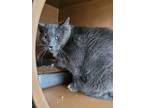 Adopt Sophia a Domestic Short Hair