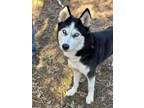 Adopt Aspen a Husky