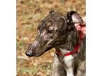 Adopt Aisling a Greyhound